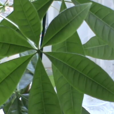 Don’t You Wish You Had a Money Tree